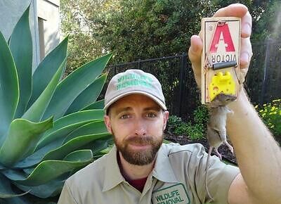 New York City rodent trapping